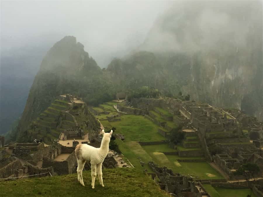 Machu Picchu: Private Tour Guide Service - Price and Value: Is $98 Worth It for a Private Guide?