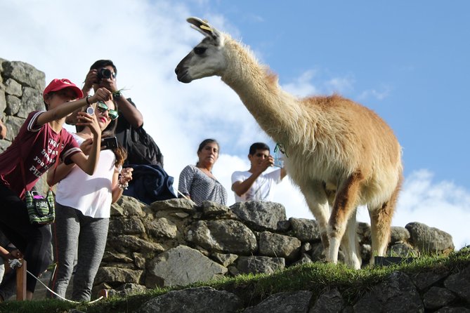 Machu Picchu Tour From Cusco Full Day - Entering Machu Picchu with a guide: where the 2 hours count