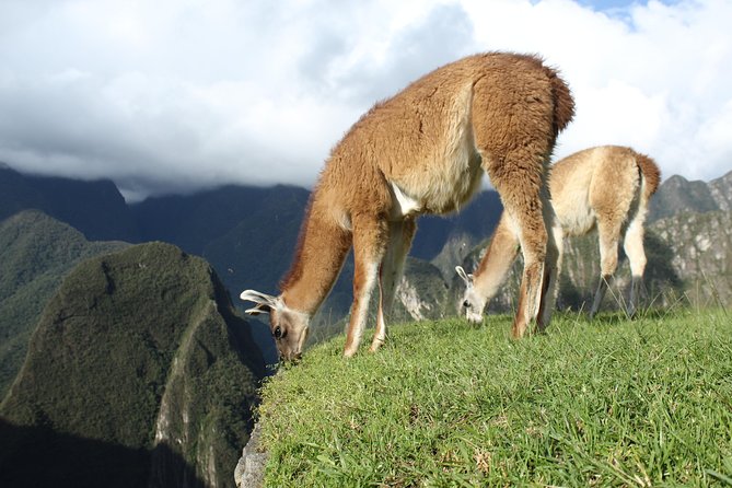 Machu Picchu Tour From Cusco Full Day - The return game: train timing, waiting, and staying flexible