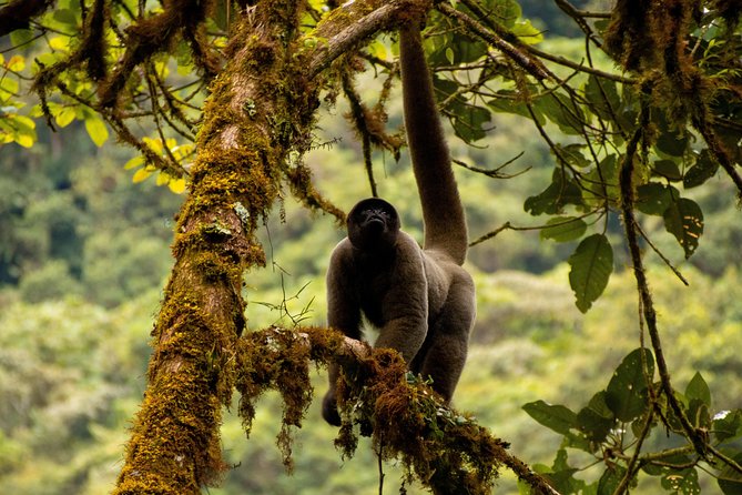 Manu National Park Tour 4days/3night - Birdwatching that actually uses the gear