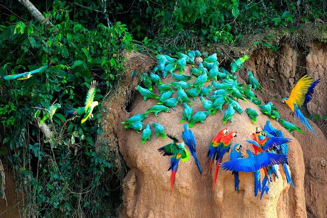 Manu National Park Tour 4days/3night - Food on the trip: three meals a day with real options