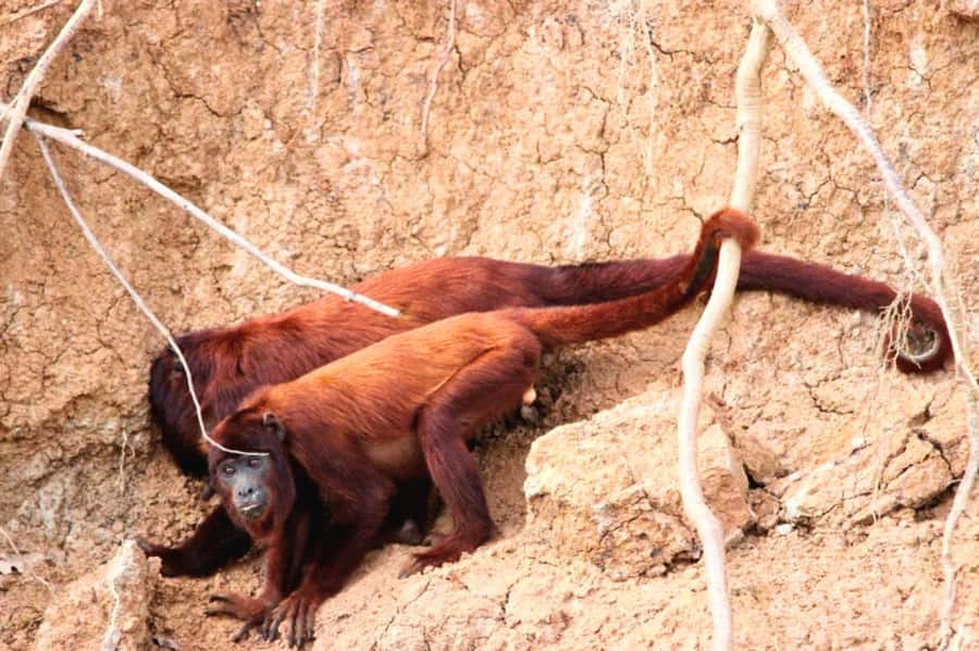 Manu National Park Tours from Cusco 5 Days - Key things to know before you go