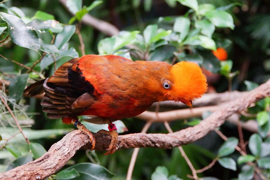 Manu National Park Tours from Cusco 5 Days - From Cusco to Bambu Lodge: Paucartambo and Tres Cruces