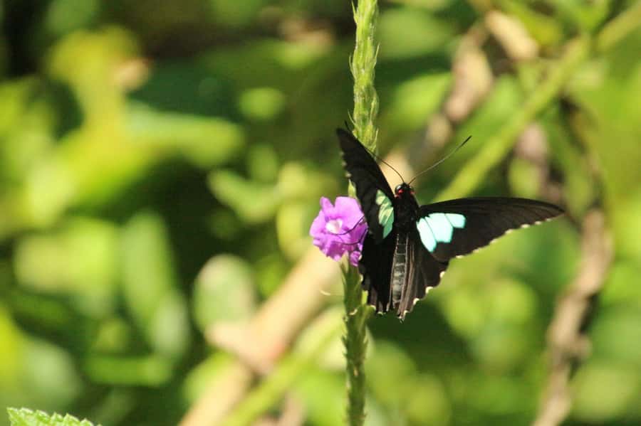 Manu National Park Tours from Cusco 5 Days - Back to Bambu Lodge: forest trails, plus night safari and hot springs