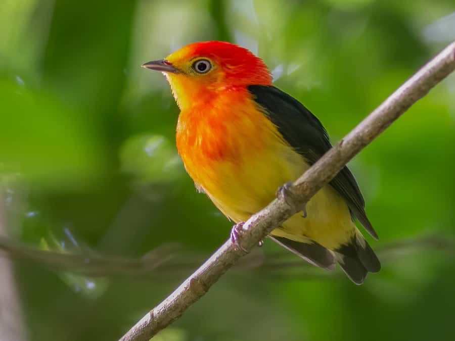 Manu National Park Tours from Cusco 5 Days - Guide quality and small-group dynamics in the jungle