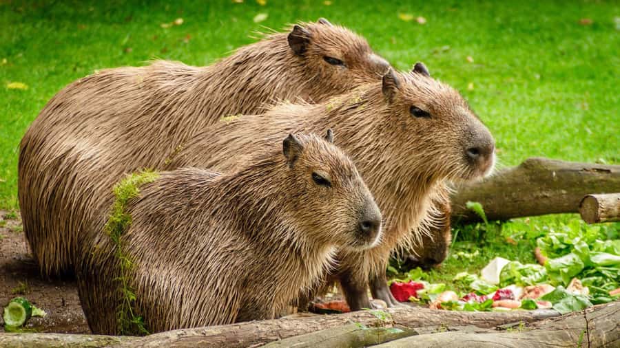 Manu National Park Tours from Cusco 5 Days - Who this Manu tour suits best (and who should skip it)