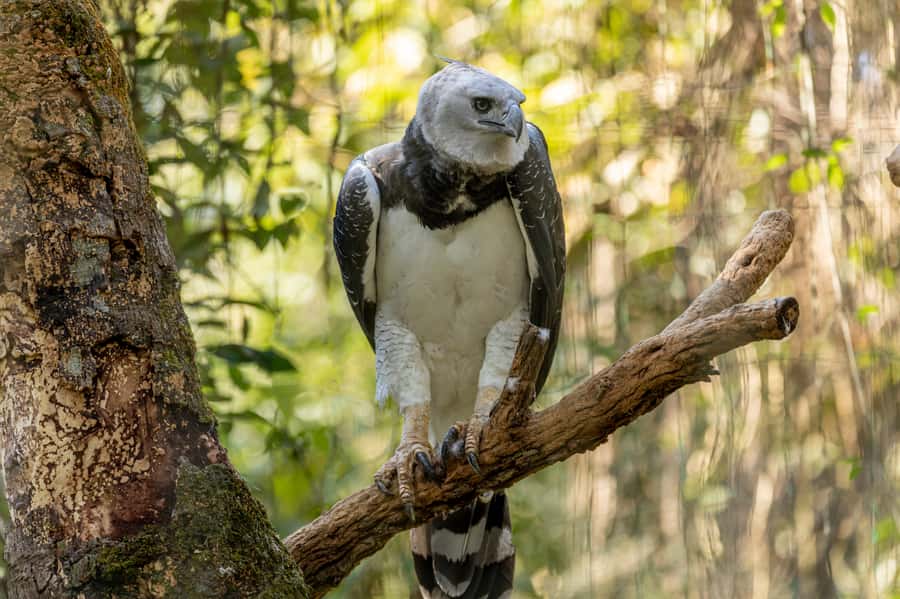 Manu National Park Tours from Cusco 5 Days - Bambu Lodge: Your first base for cloud-forest wildlife time