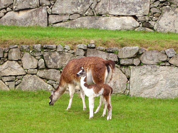 Mystical Journey: 2-Day Private Adventure to Machu Picchu - Two Days at Machu Picchu: Why This Rhythm Works