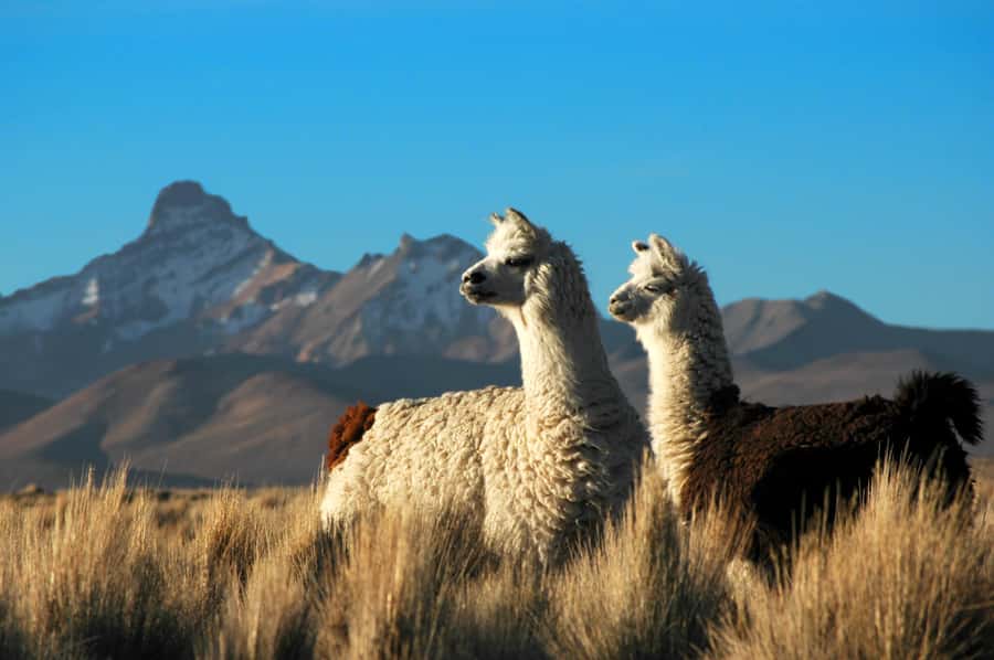 Pisaq, Ollantaytambo, Chinchero - Sacred Valley Experience - Price and logistics: what $119 buys you (and what it doesn’t)