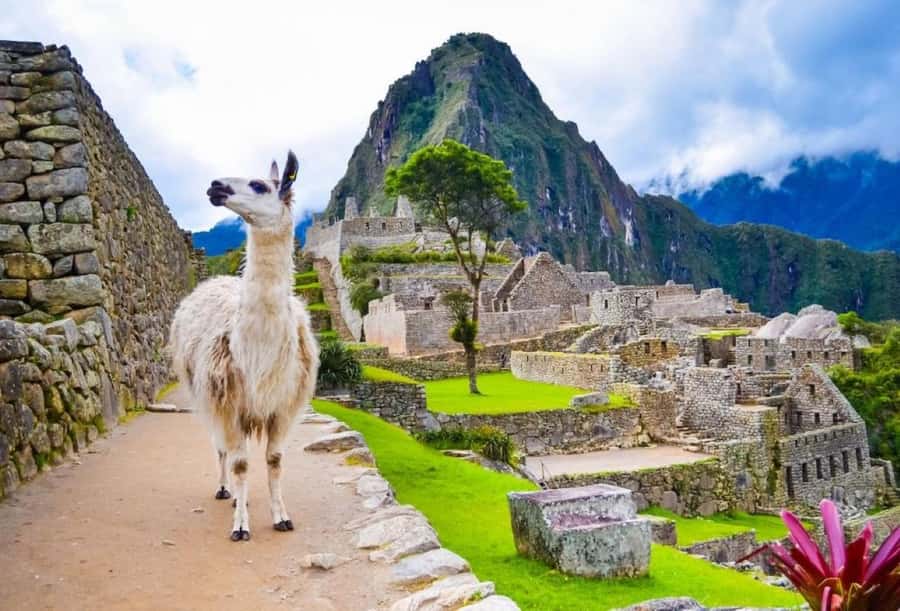 Private Guide in Machu Picchu for 3 Hours - Price and value: $99 for a guide is only half the budget