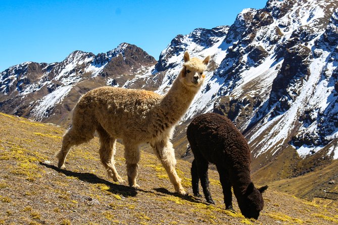 Rainbow Mountain in Cusco Full Day Tour - Why Vinicunca Works as a One-Day Trip from Cusco