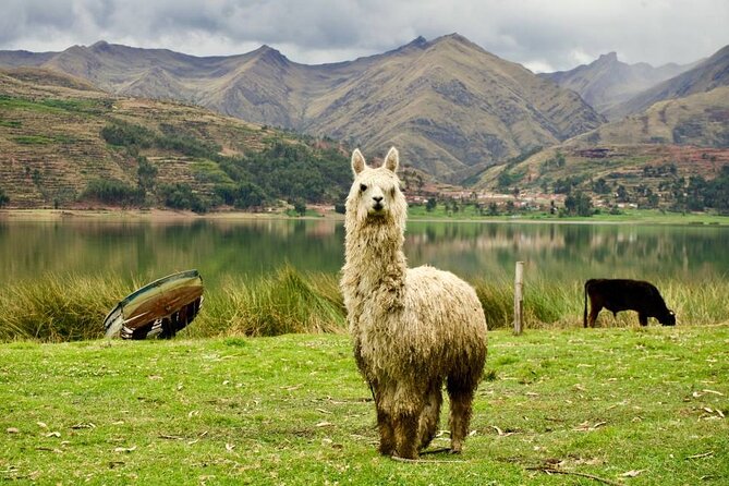 Wonderful Cusco 5-Day Tour with Entrance to Machupicchu - Price and value: what $610 really buys